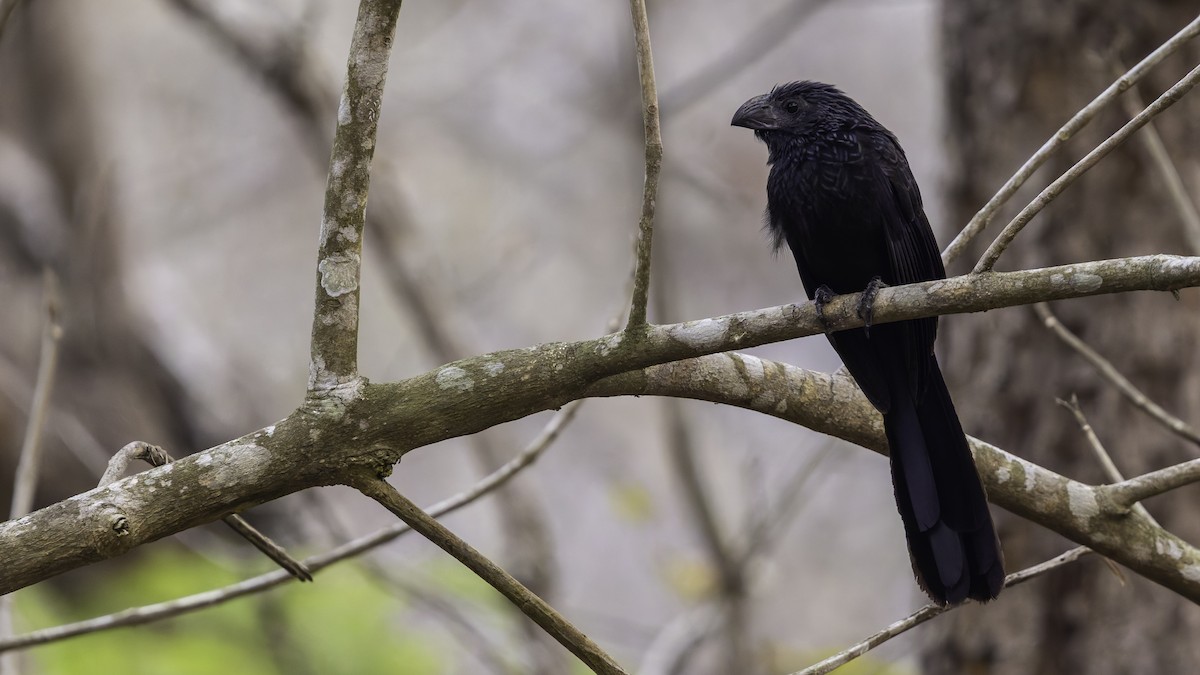 Groove-billed Ani - ML622910920