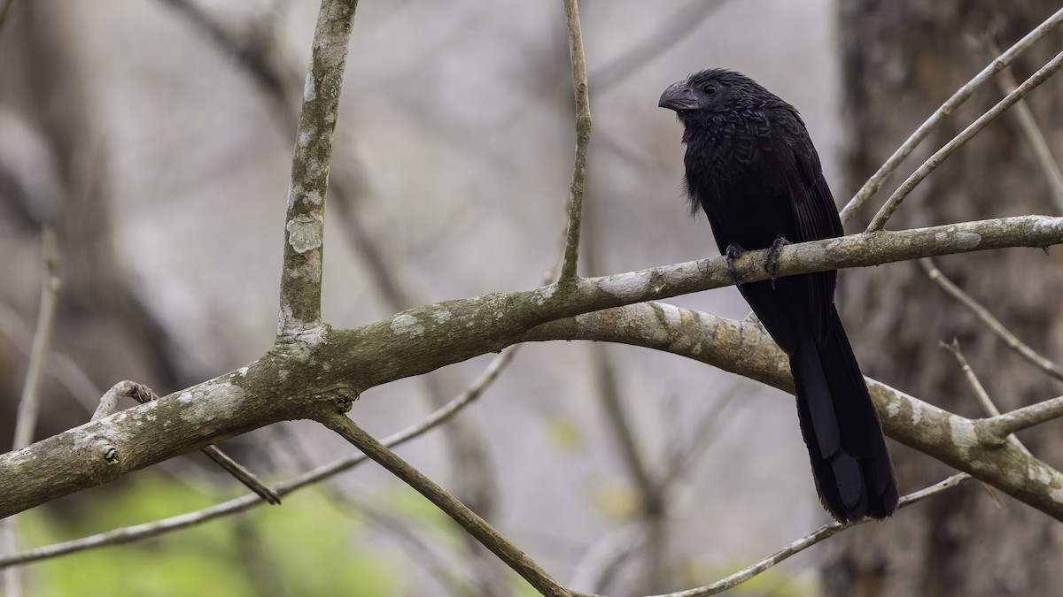 Groove-billed Ani - ML622910921