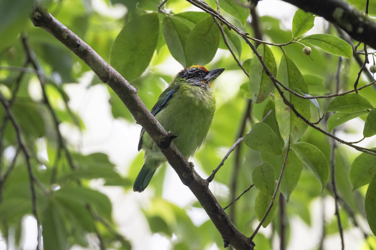 barbet žlutohrdlý - ML622911047