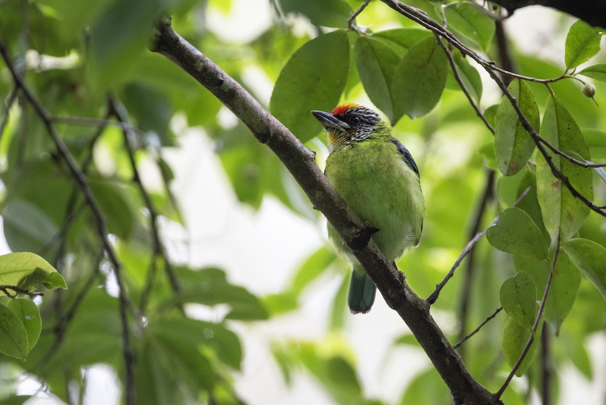 barbet žlutohrdlý - ML622911048