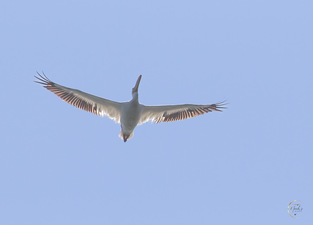 American White Pelican - Noah Gibb