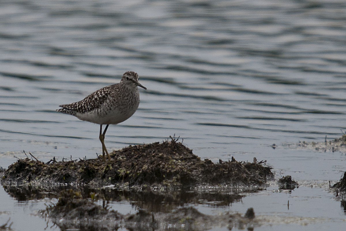 Wood Sandpiper - ML622911066