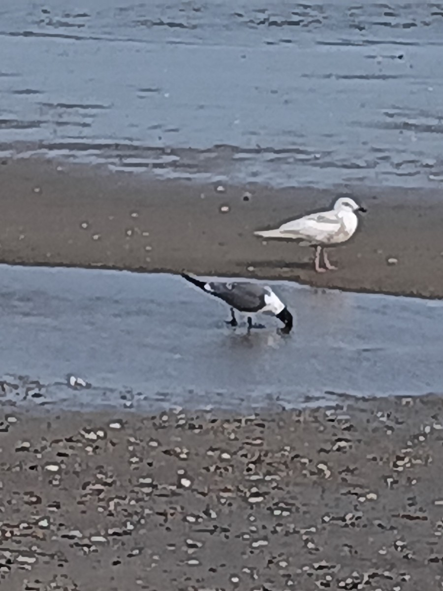 Laughing Gull - ML622911105