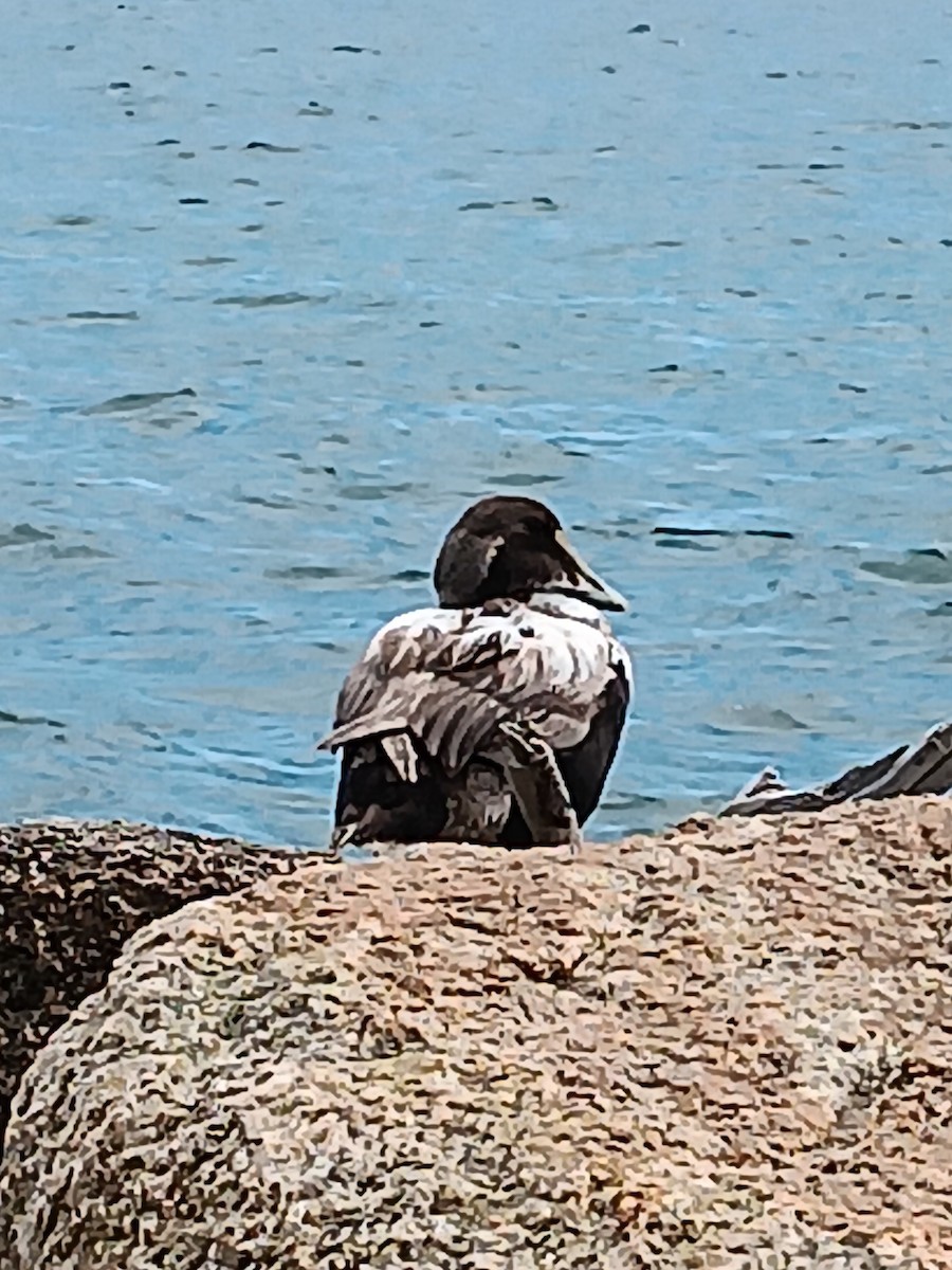 Common Eider - ML622911150