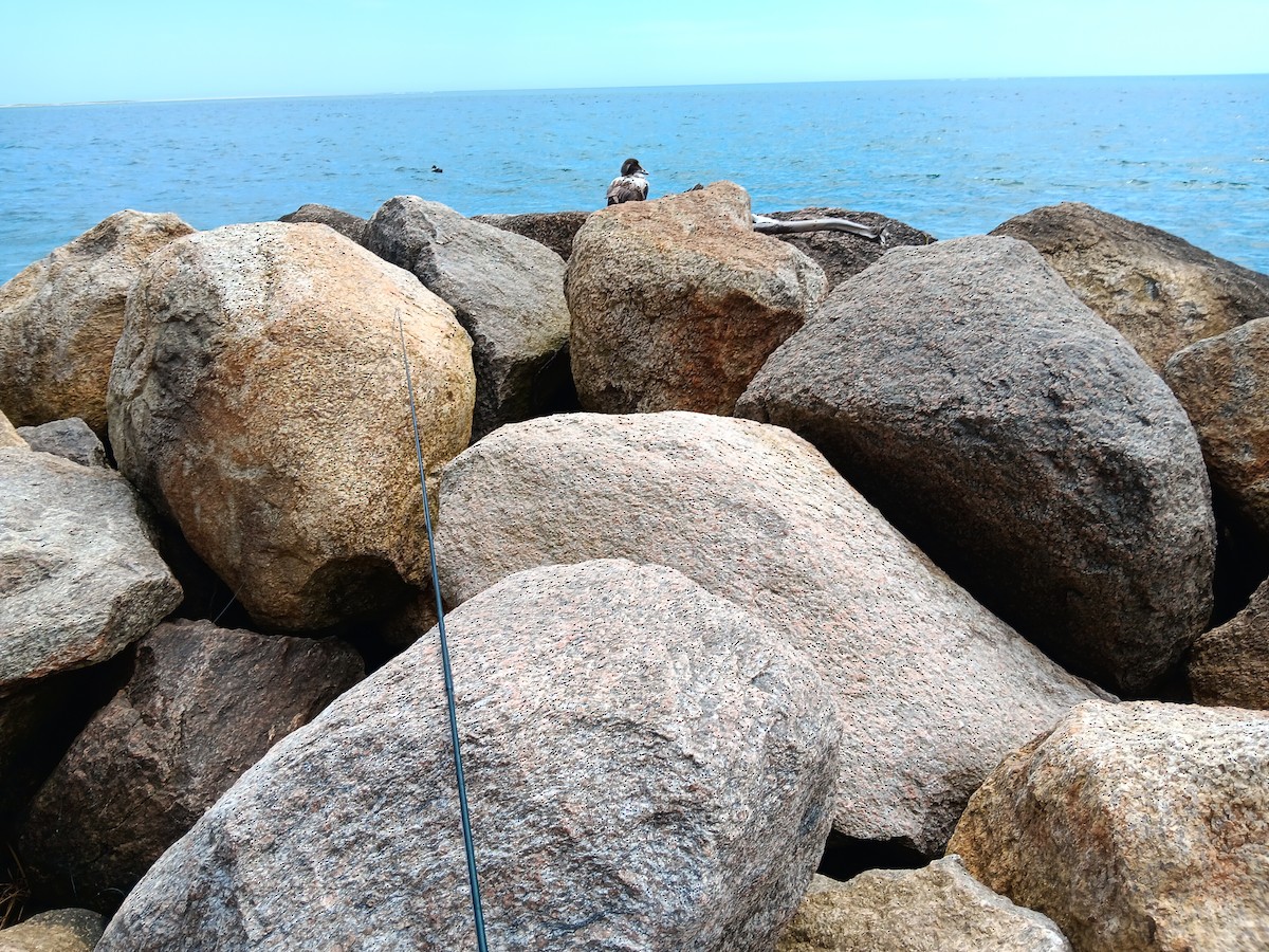 Common Eider - ML622911152