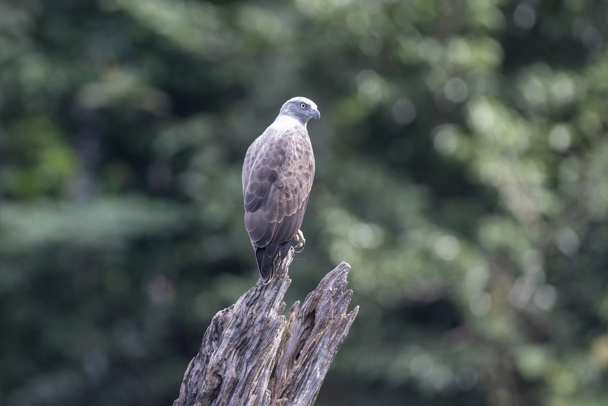 Lesser Fish-Eagle - ML622911171