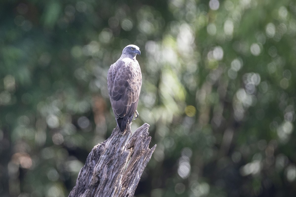 Lesser Fish-Eagle - ML622911175