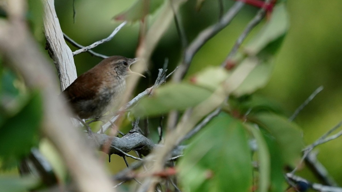 House Wren - ML622911260