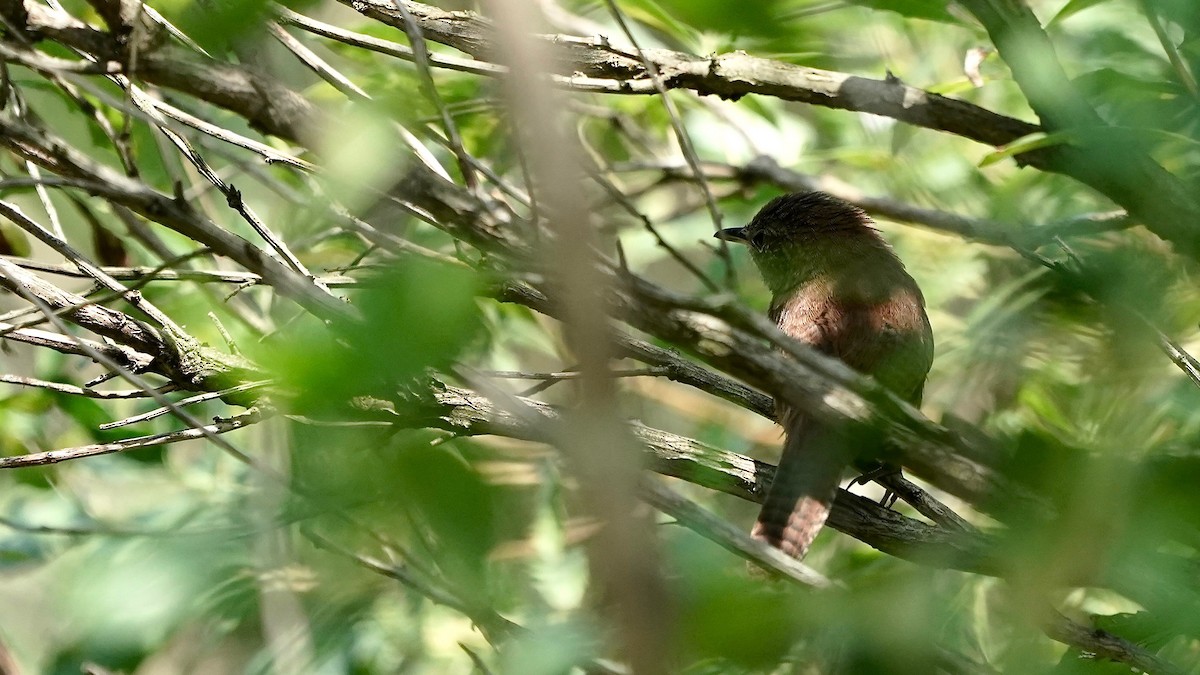 House Wren - ML622911261