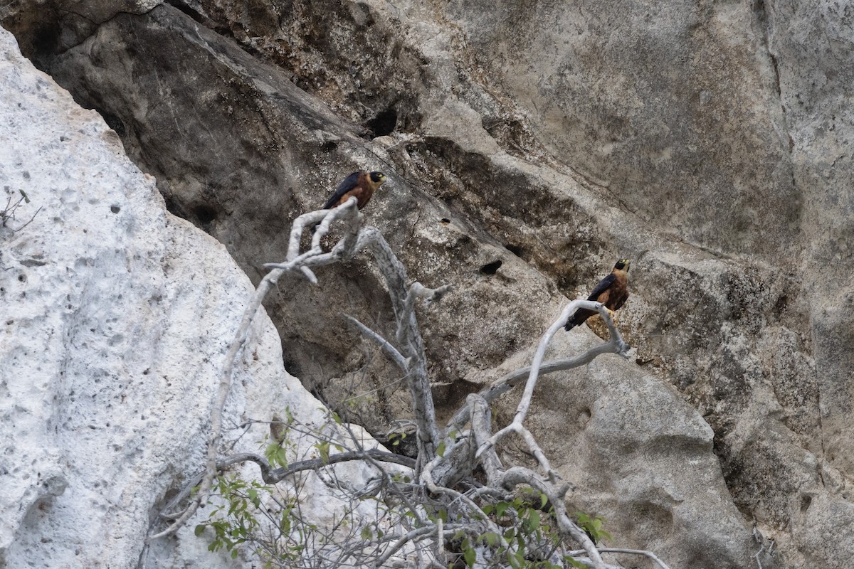 Oriental Hobby - Jan-Peter  Kelder