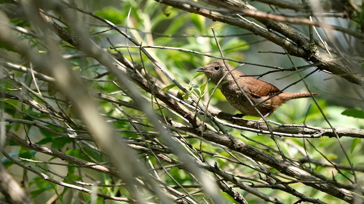 House Wren - ML622911265