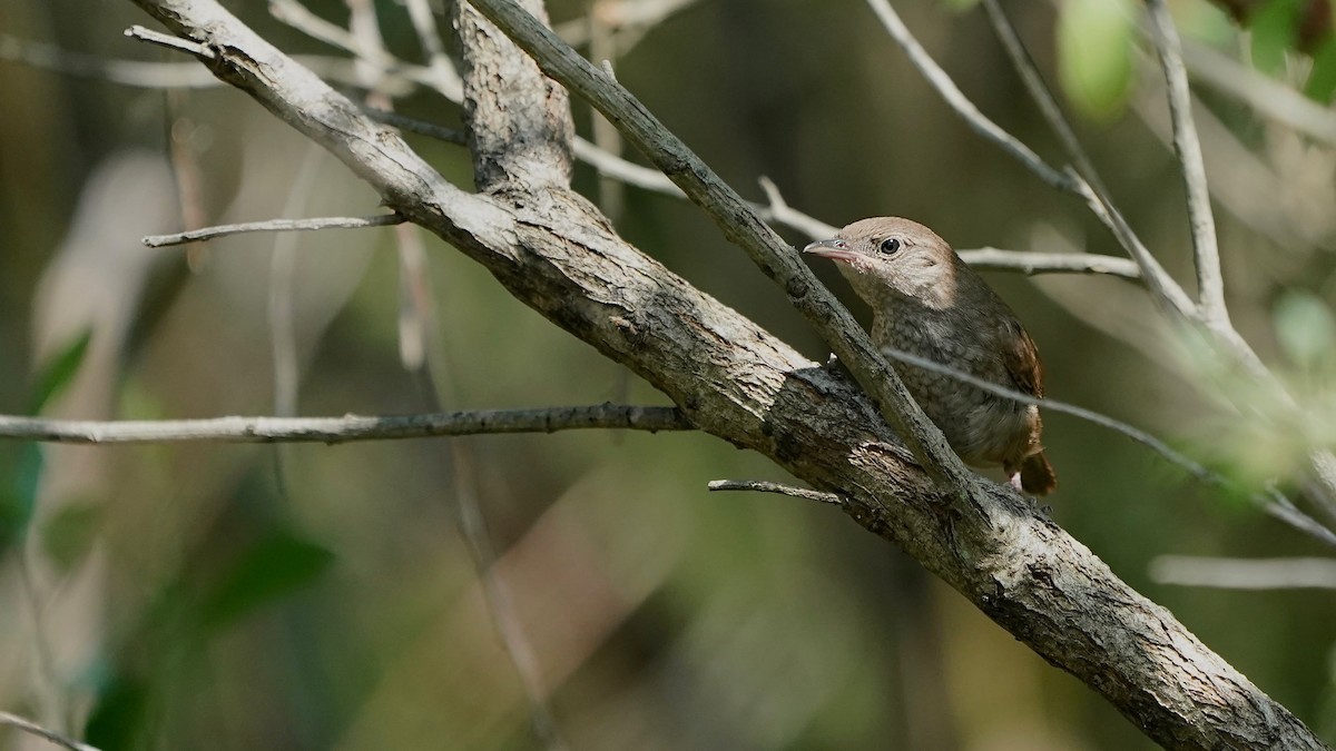 House Wren - Indira Thirkannad