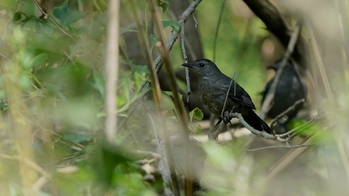 Gray Catbird - ML622911267