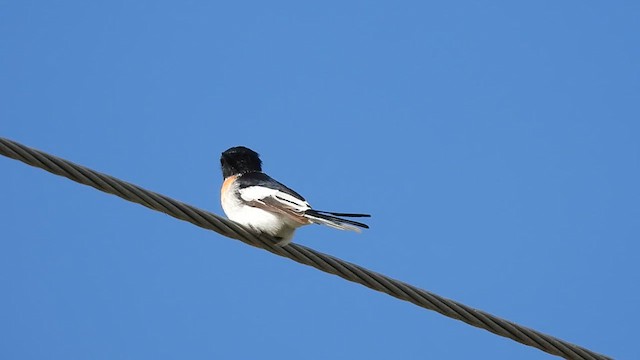 White-bellied Minivet - ML622911300