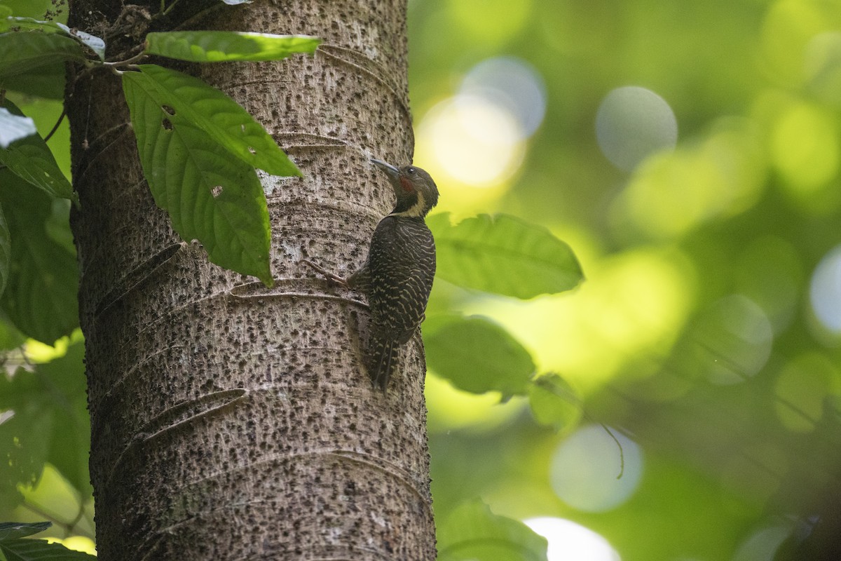 Buff-necked Woodpecker - ML622911304