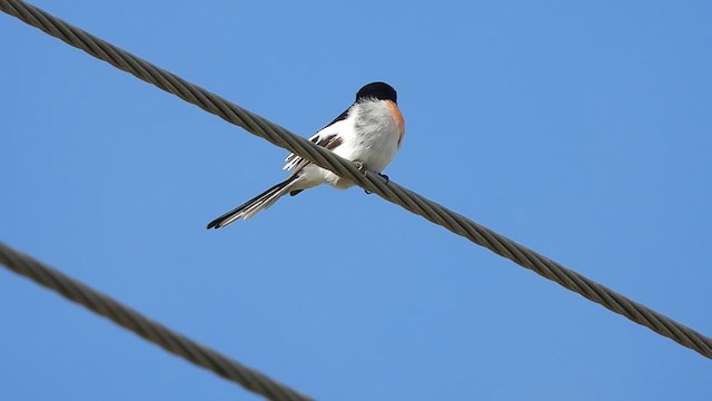 White-bellied Minivet - ML622911312