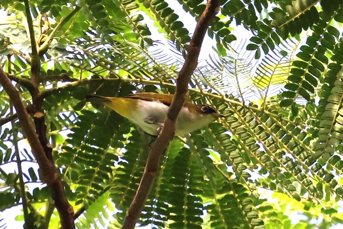 Cream-throated White-eye - Mei-Luan Wang