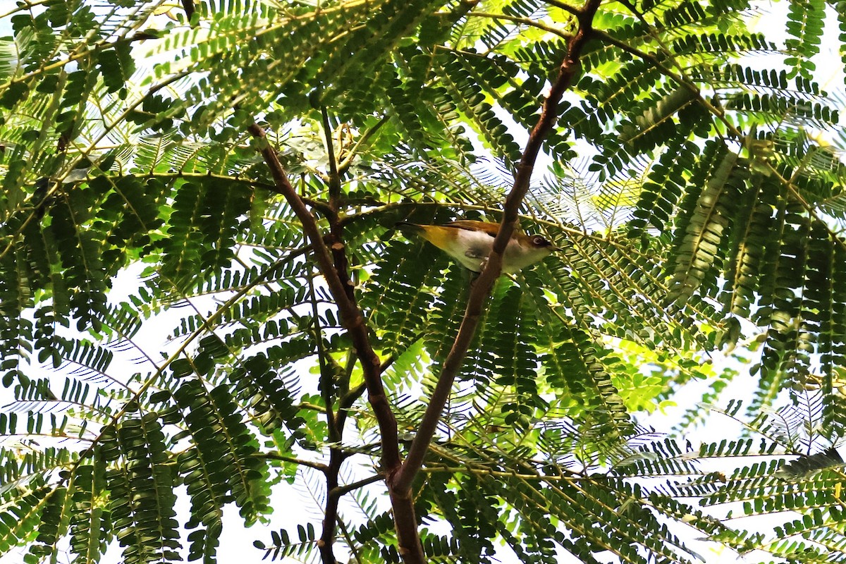 Cream-throated White-eye - ML622911319