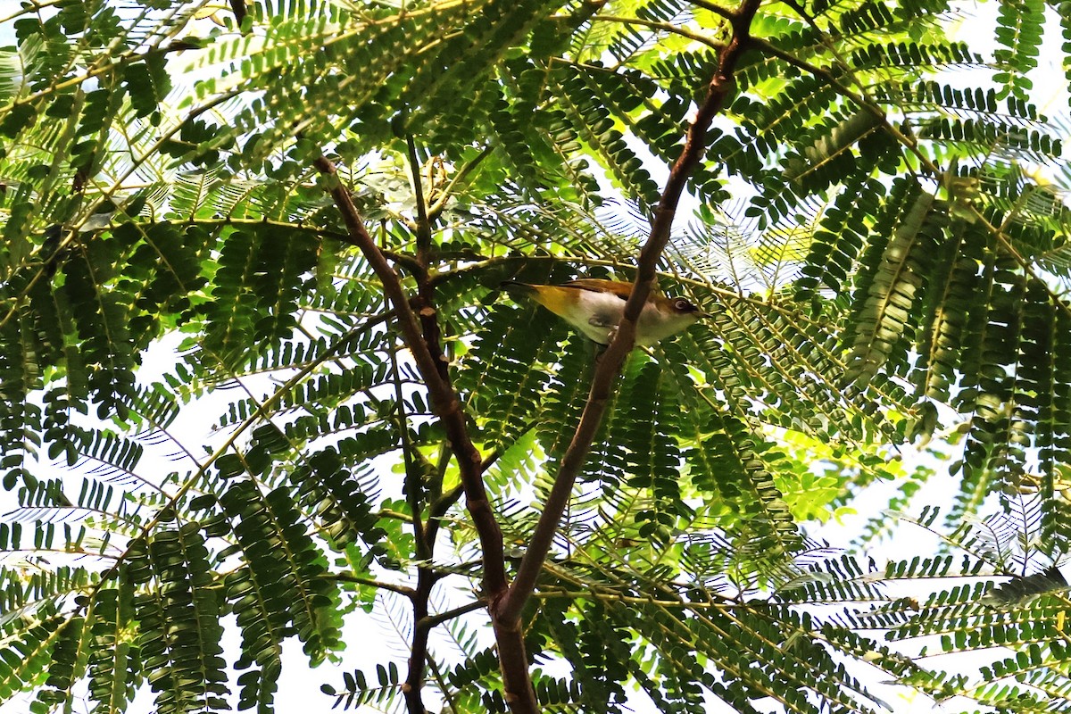 Cream-throated White-eye - Mei-Luan Wang