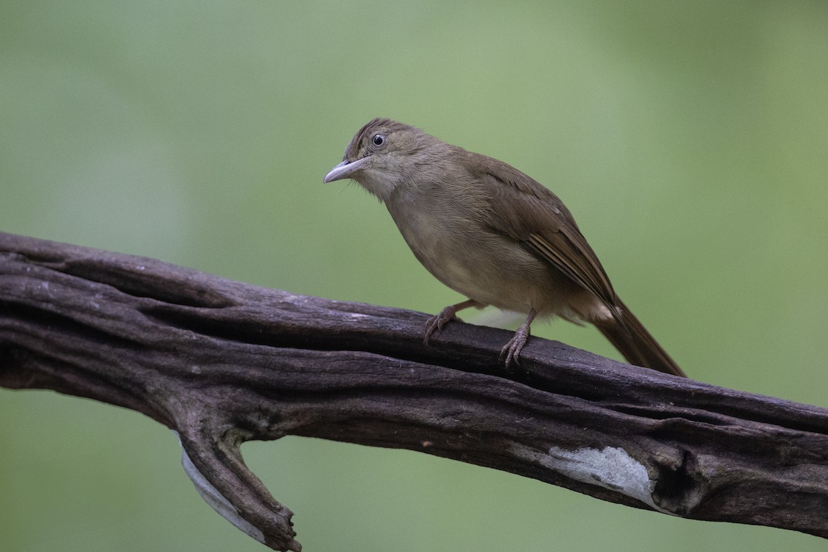 Olive Bulbul (Baker's) - ML622911377