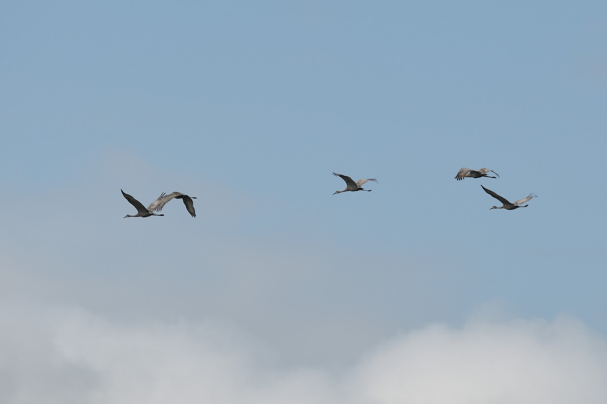 Sandhill Crane (pratensis) - ML622911435