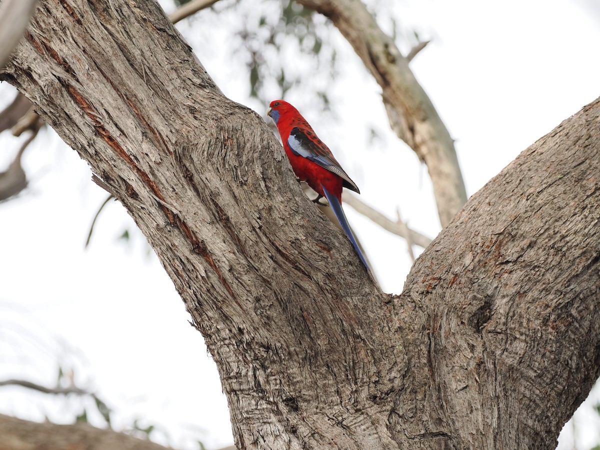 Crimson Rosella - ML622911436