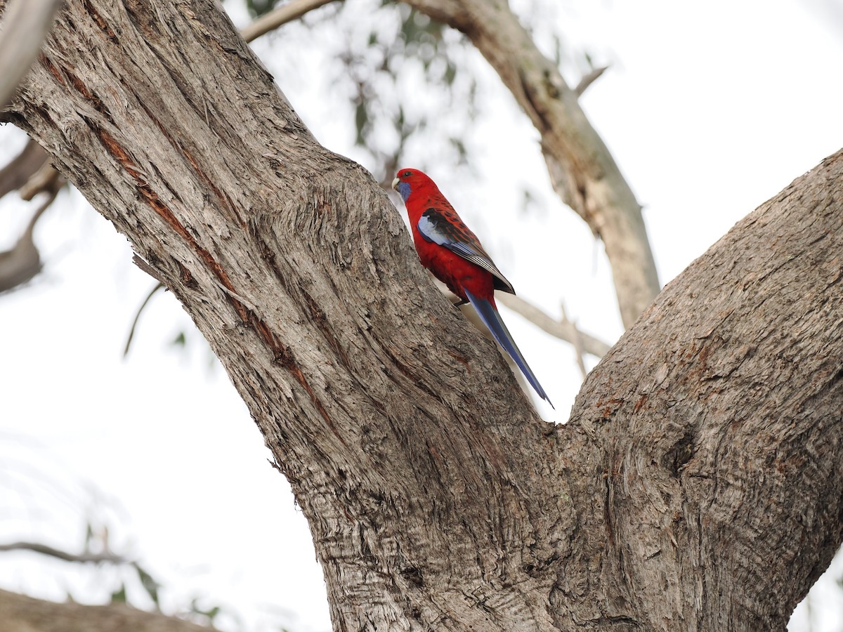 Crimson Rosella - ML622911437