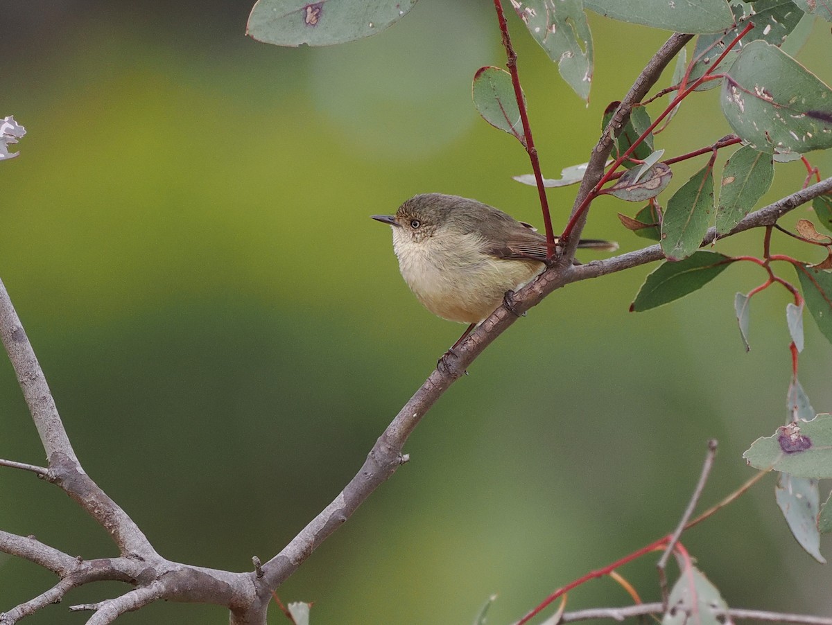 Buff-rumped Thornbill - ML622911486