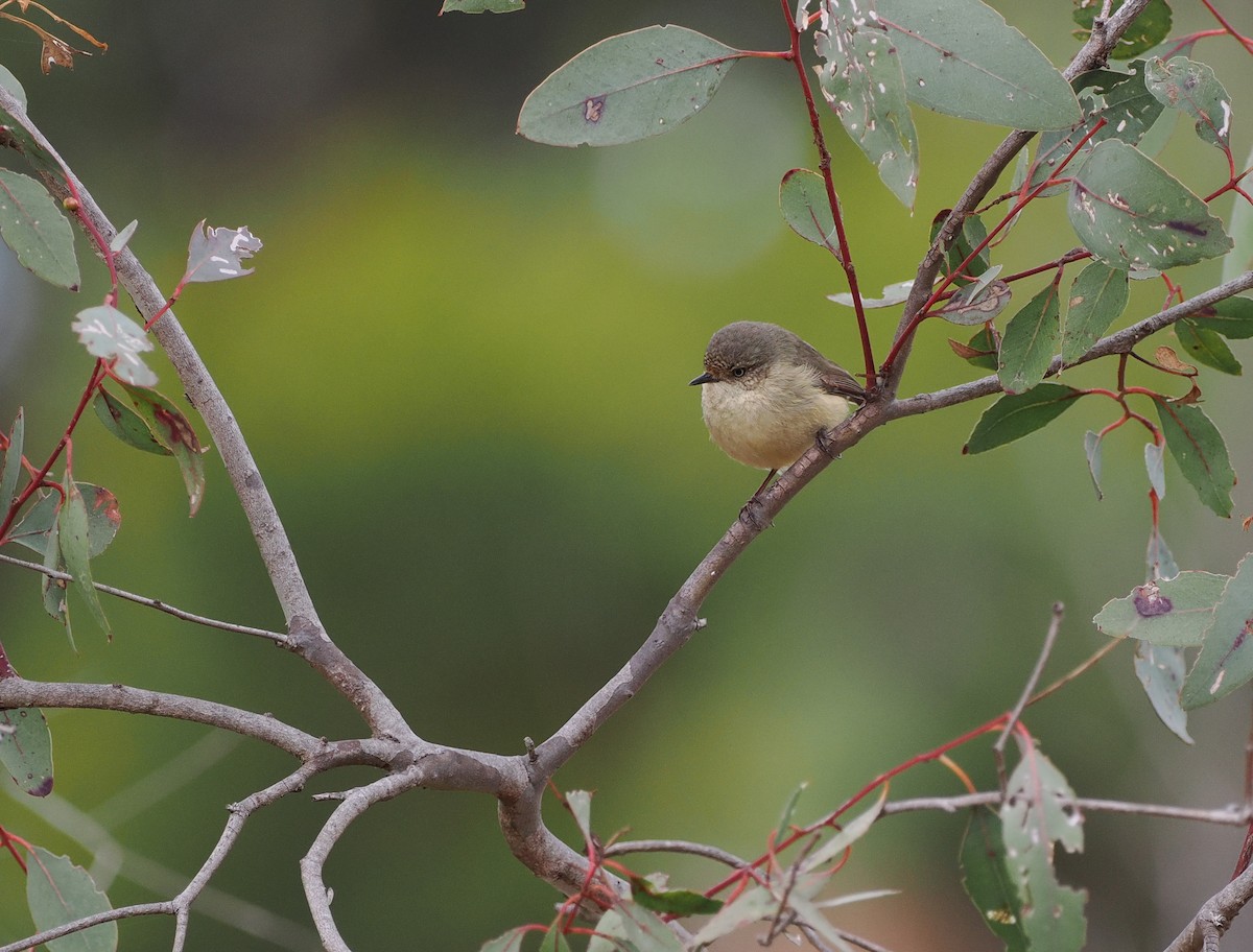 Buff-rumped Thornbill - ML622911487
