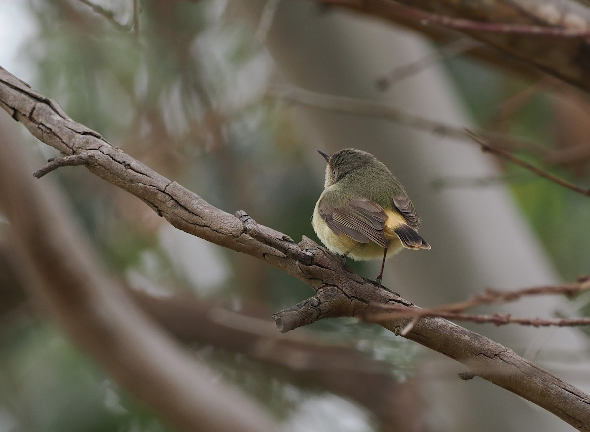 Buff-rumped Thornbill - ML622911488