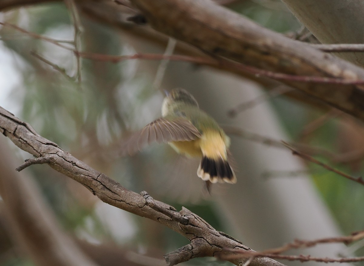 Buff-rumped Thornbill - ML622911489