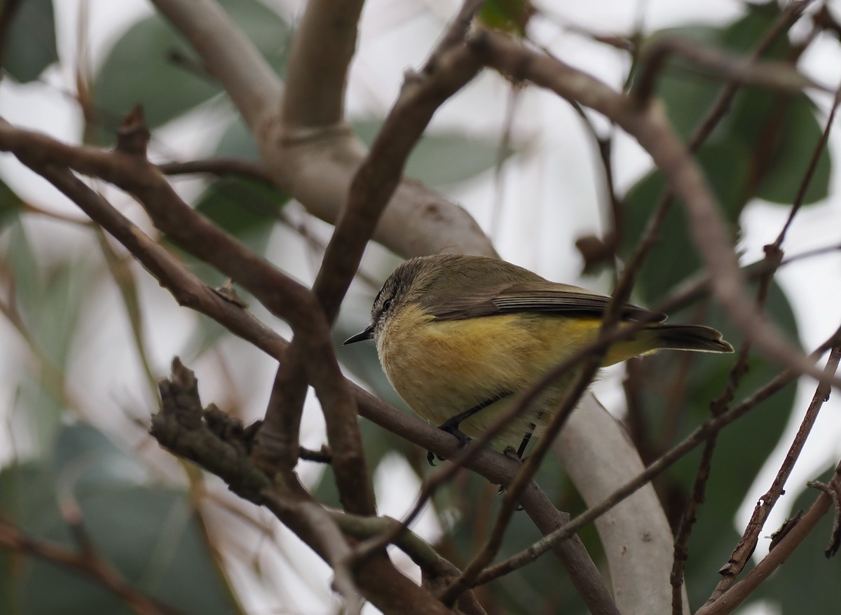 Yellow-rumped Thornbill - ML622911490