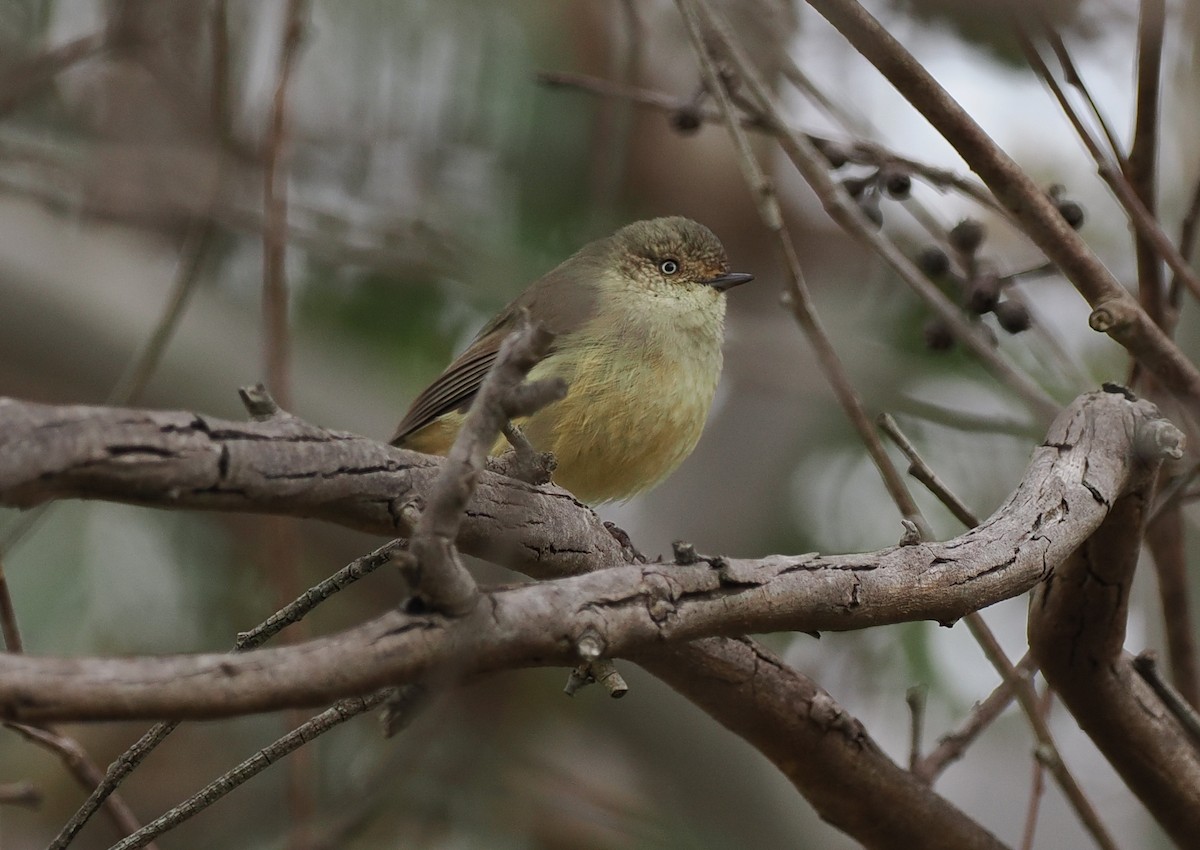 Buff-rumped Thornbill - ML622911491