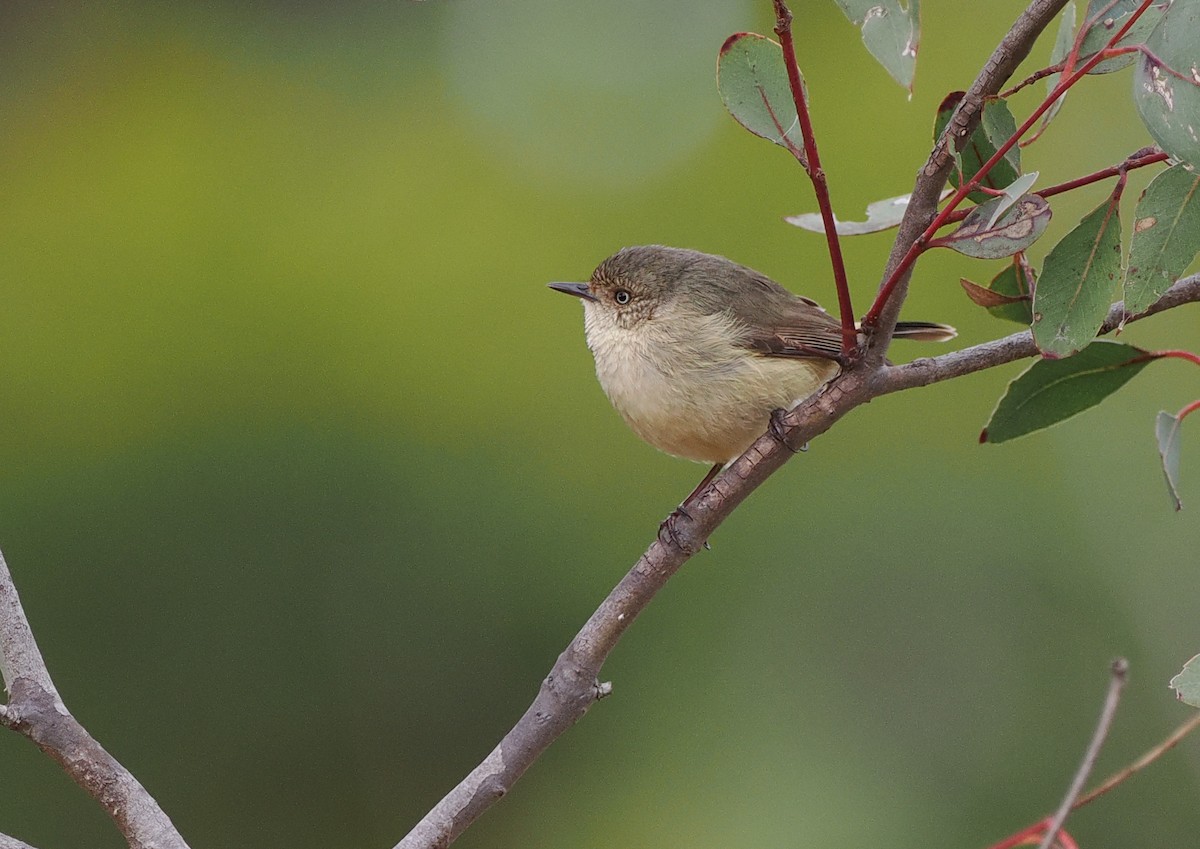 Buff-rumped Thornbill - ML622911492