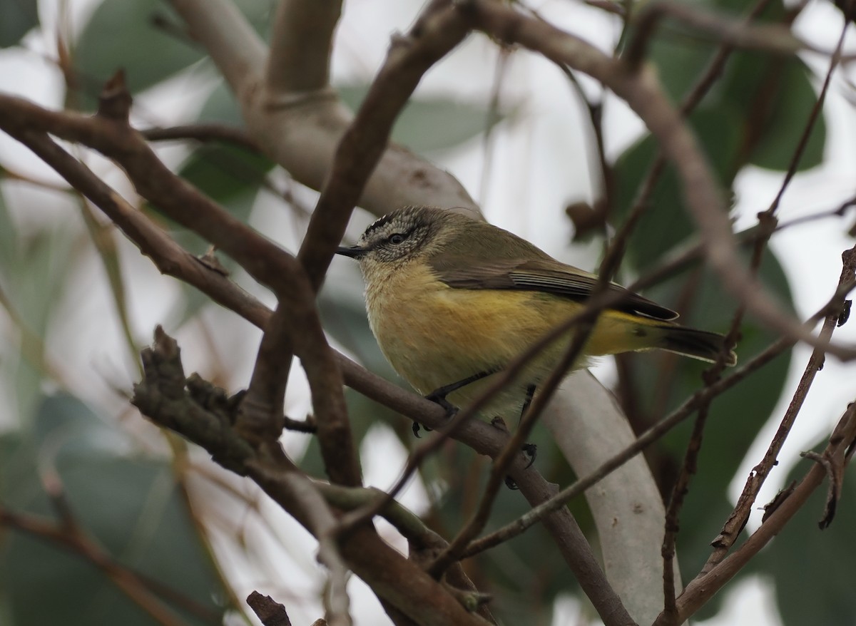 Yellow-rumped Thornbill - ML622911493