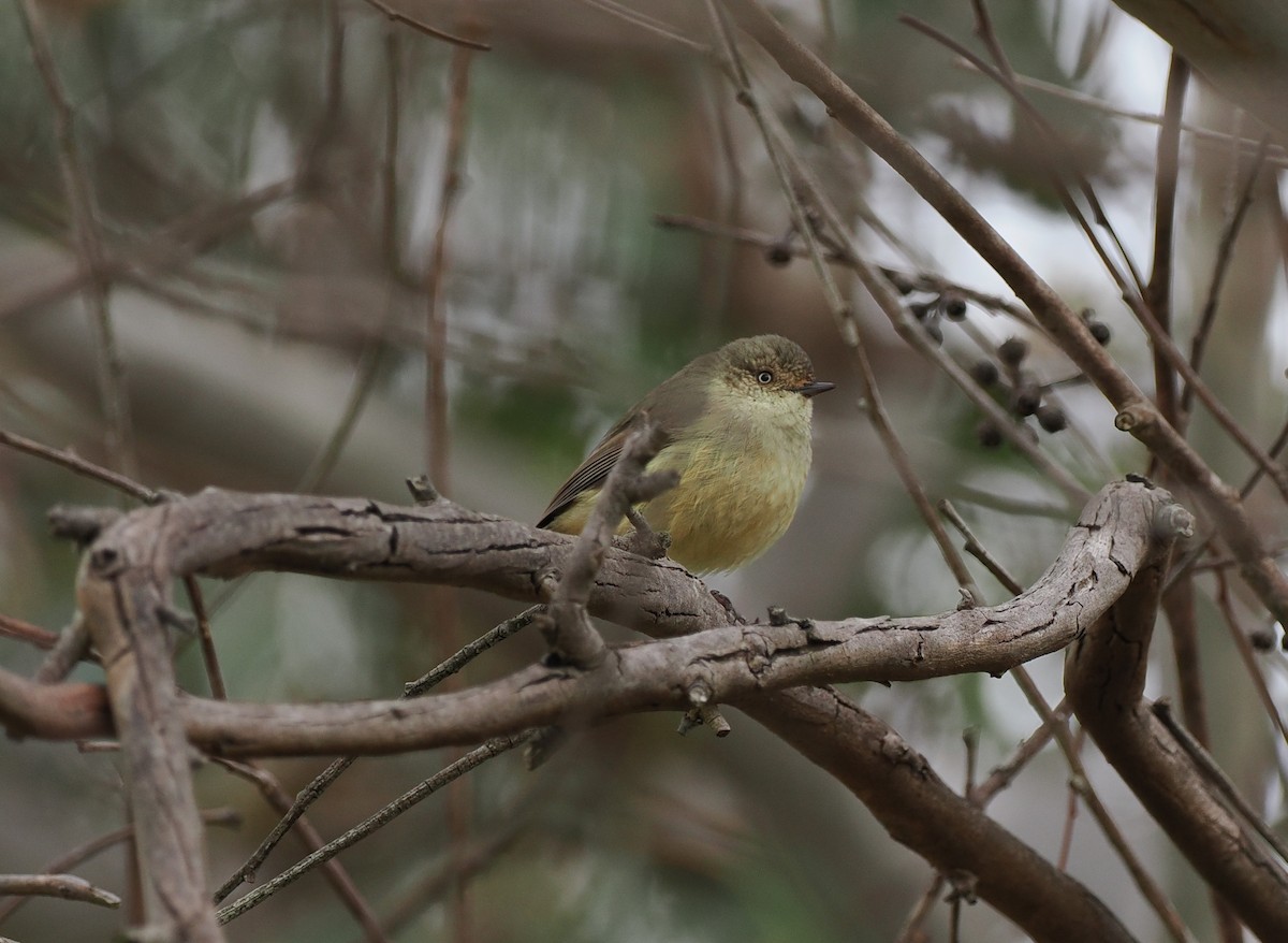 Buff-rumped Thornbill - ML622911494