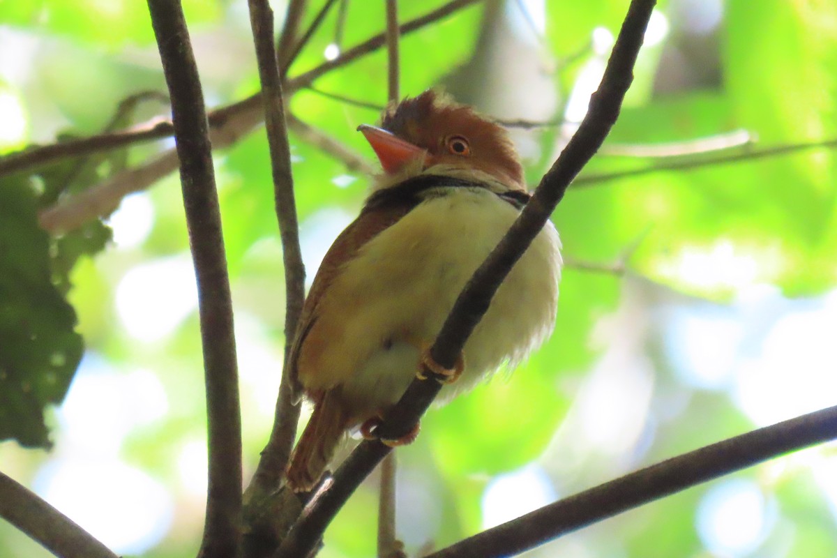 Collared Puffbird - Thore Noernberg