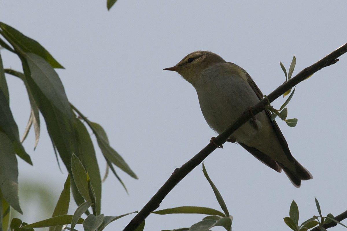 Wood Warbler - ML622911542