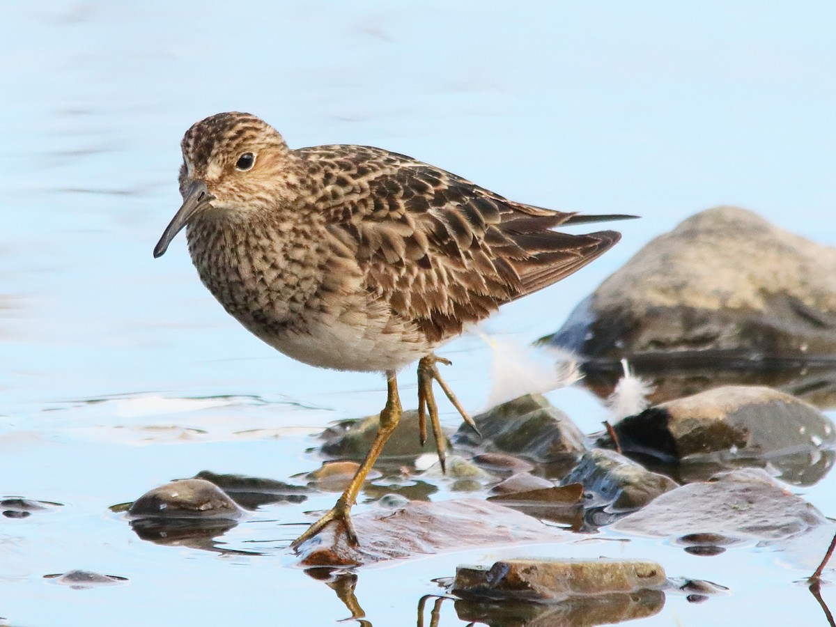 Pectoral Sandpiper - ML622911559