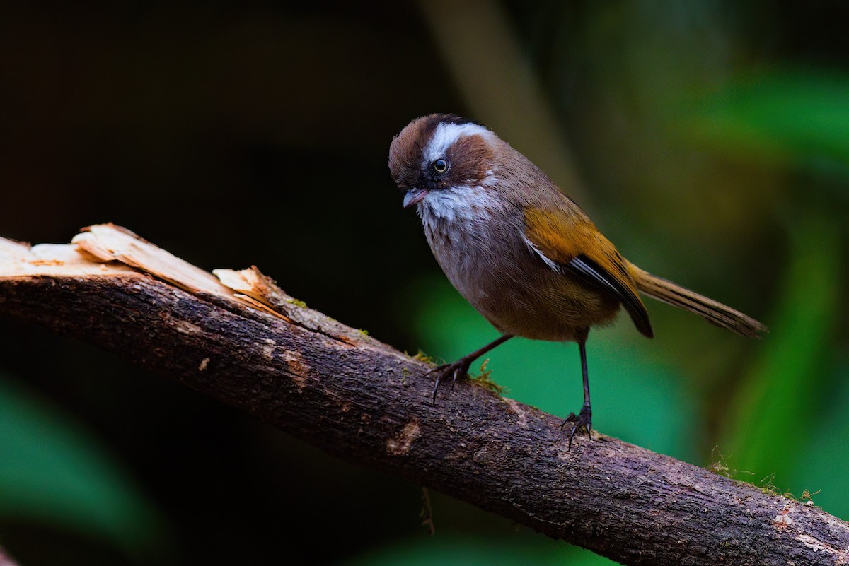 White-browed Fulvetta - ML622911584