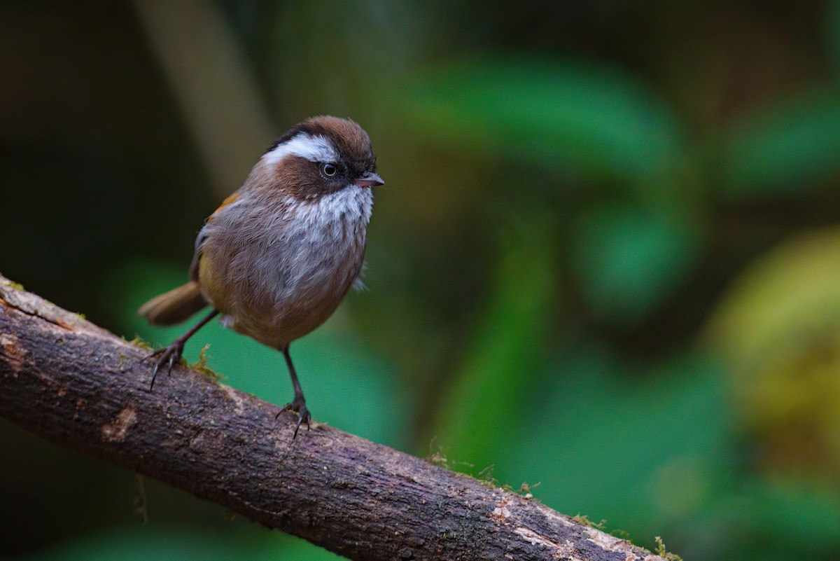 White-browed Fulvetta - ML622911585