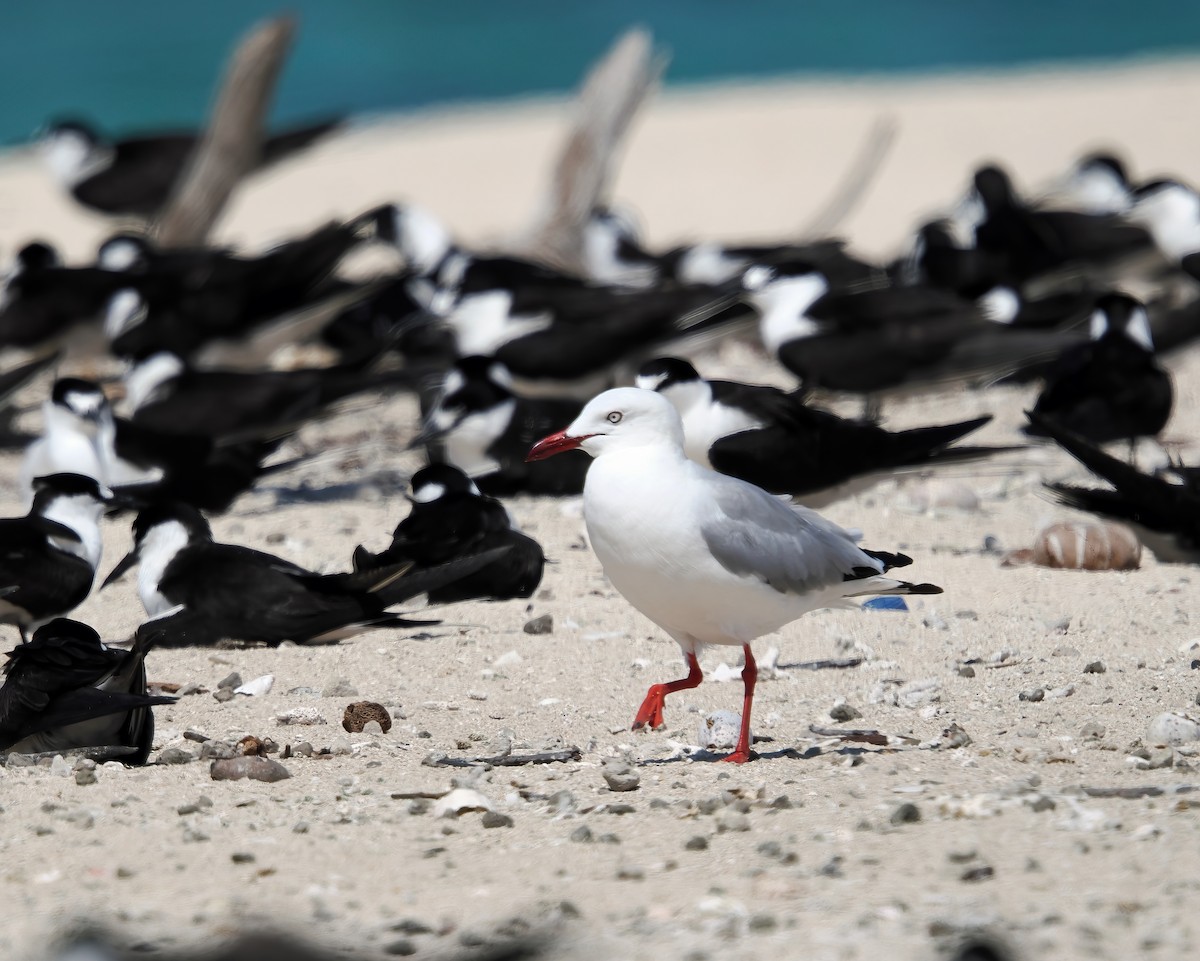 Silver Gull - Tony Richards