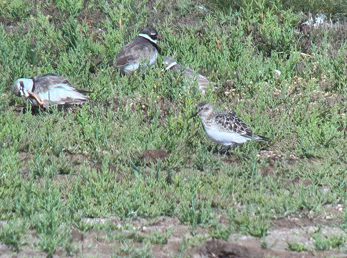 Baird's Sandpiper - ML622911603