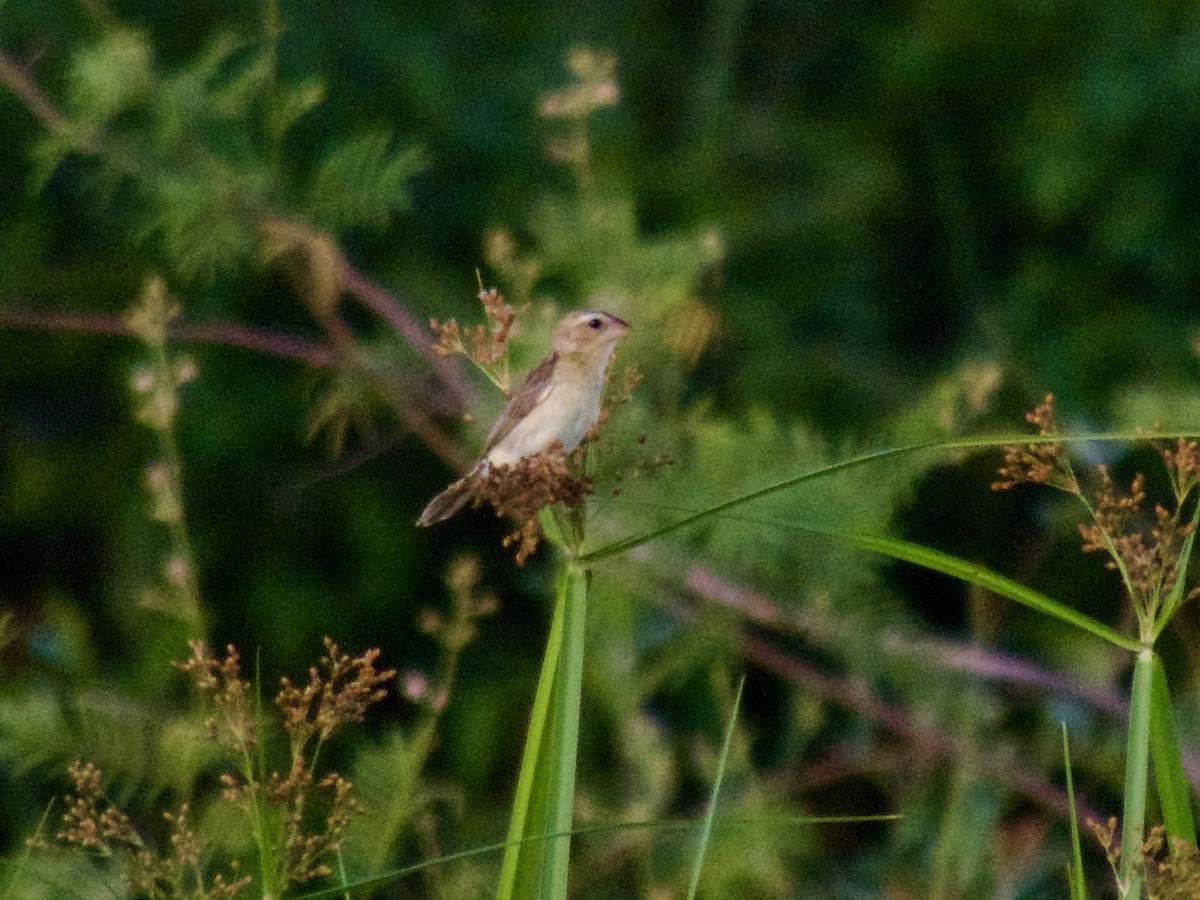 Asian Golden Weaver - ML622911608