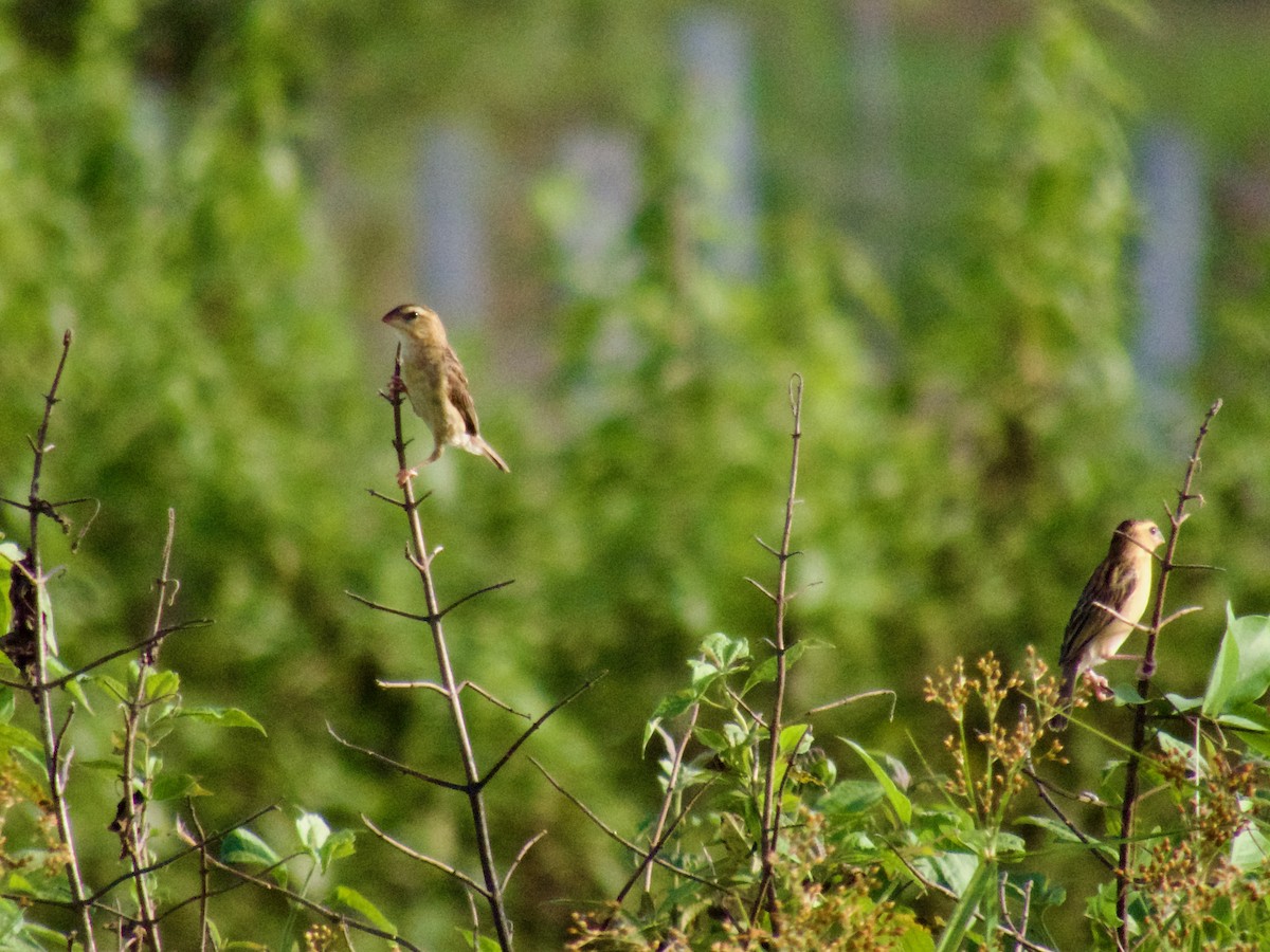 Asian Golden Weaver - ML622911609