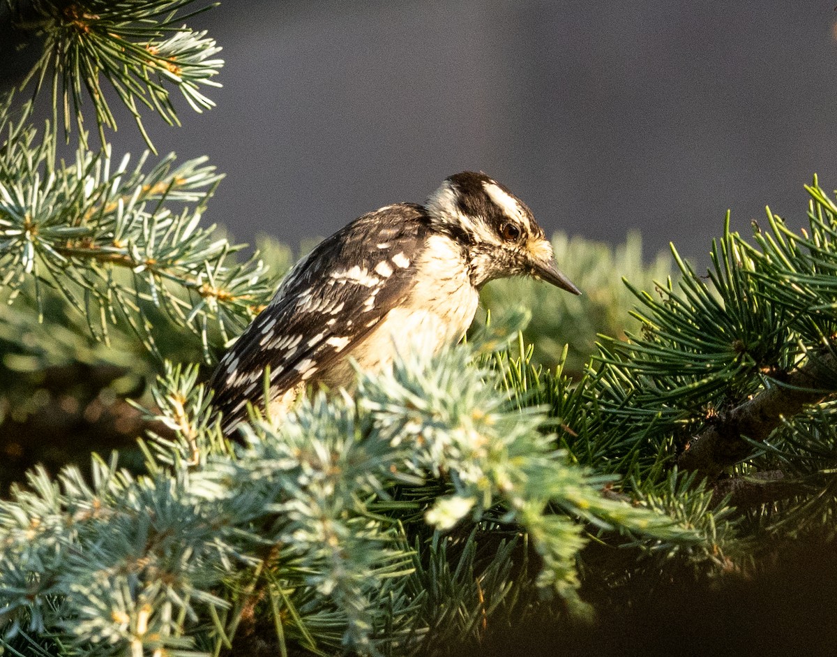 Downy Woodpecker - ML622911622