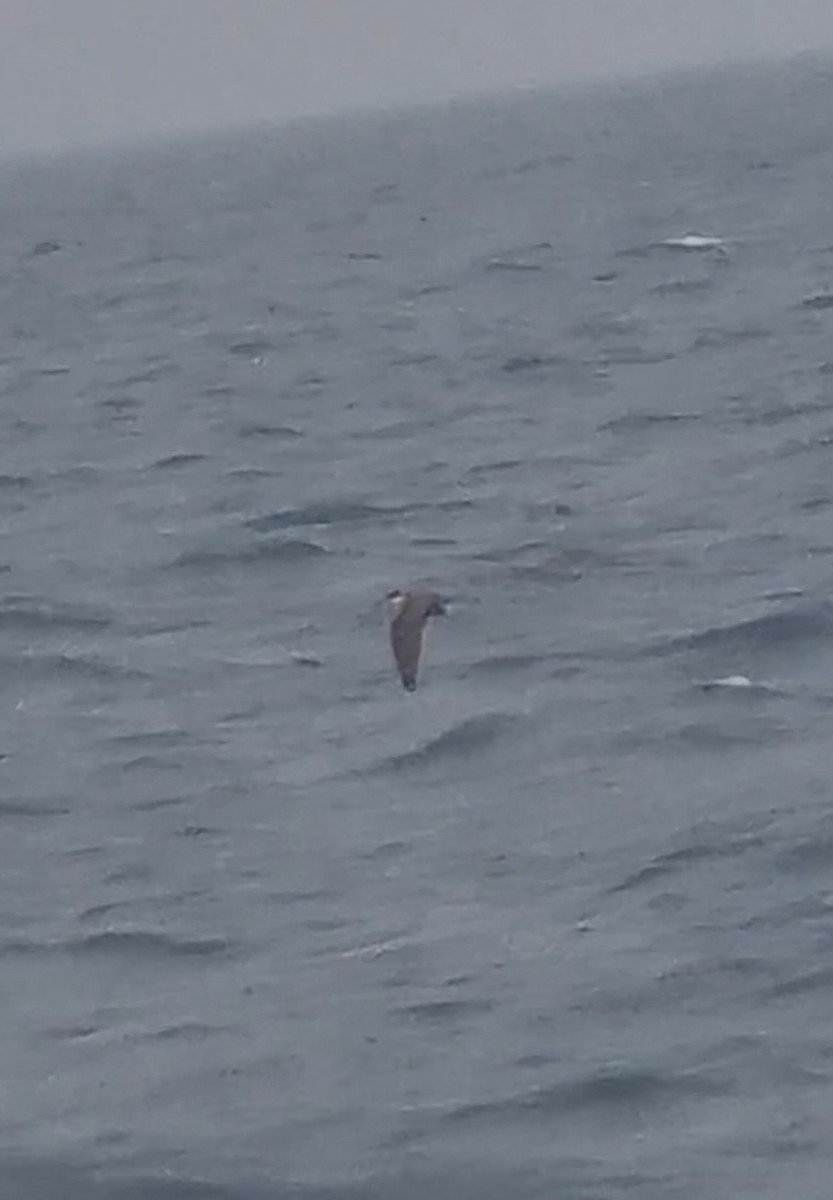 Bridled Tern - ML622911660