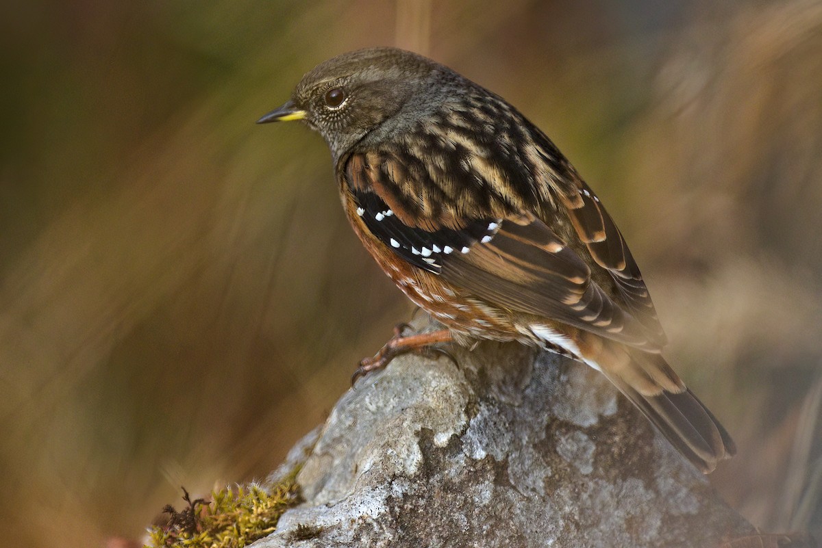 Alpine Accentor - ML622911697