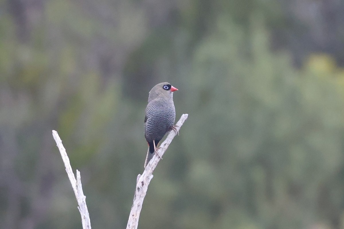 Beautiful Firetail - ML622911710