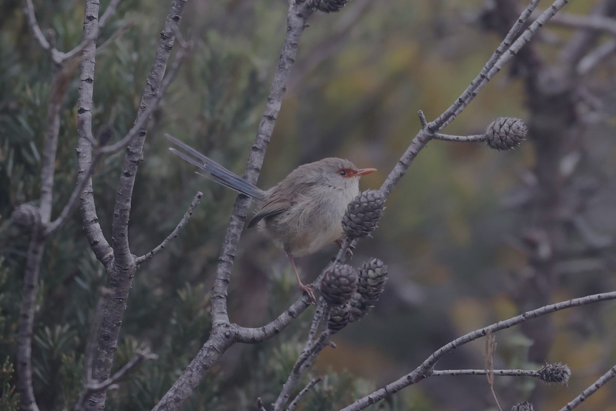 Variegated Fairywren - Bay Amelia Reeson